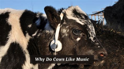 do cows like music