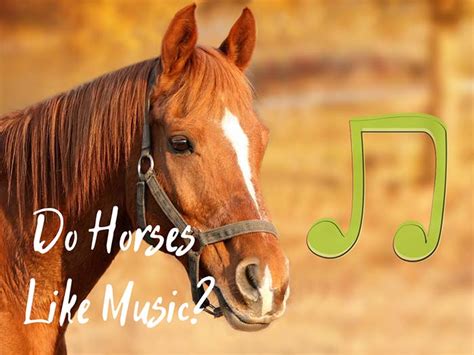 do horses like music; do they have musical preferences?